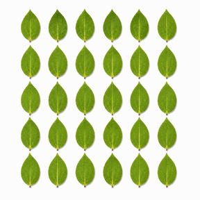 Hanboost 30pc Natural Leaf Set for Laser Engraving & DIY Crafts