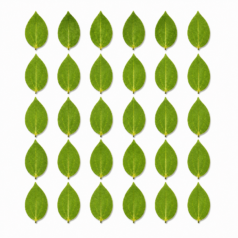 Hanboost 30pc Natural Leaf Set for Laser Engraving & DIY Crafts