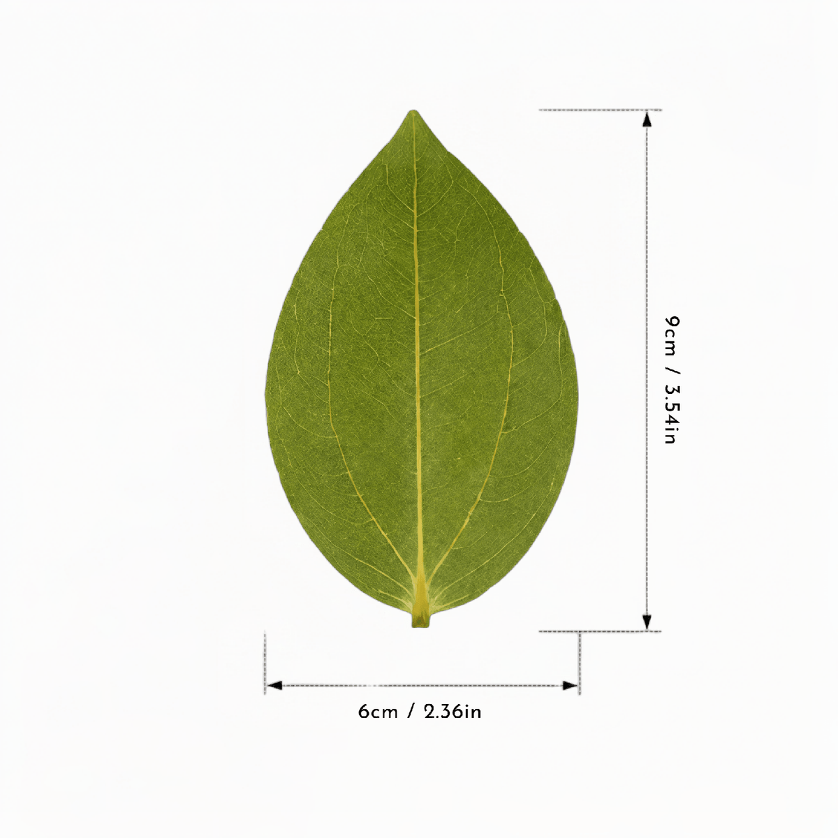 Hanboost 30pc Natural Leaf Set for Laser Engraving & DIY Crafts