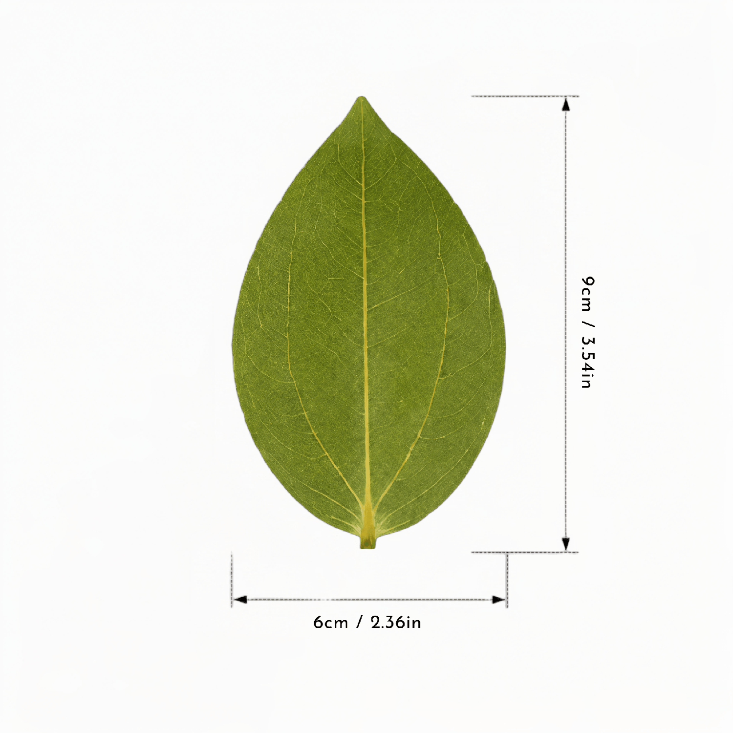 Hanboost 30pc Natural Leaf Set for Laser Engraving & DIY Crafts