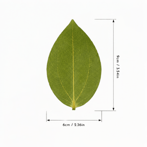 Hanboost 30pc Natural Leaf Set for Laser Engraving & DIY Crafts